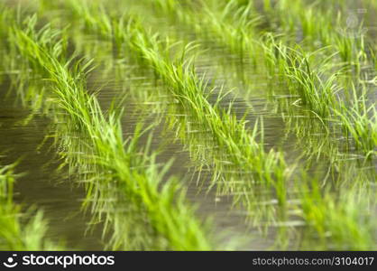 Rice field