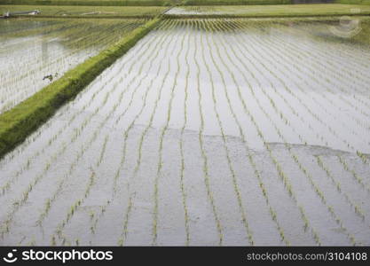 Rice field