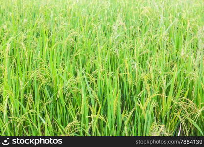 rice field