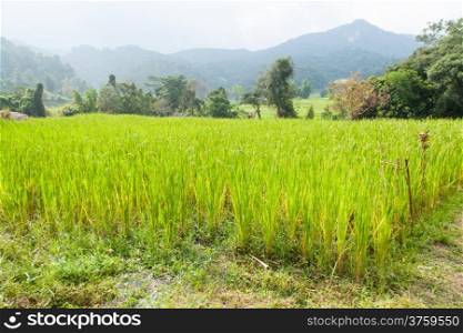 Rice field acreage farming. On cold mountain