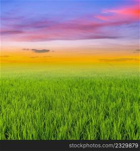 rice field and clouds sunset with space