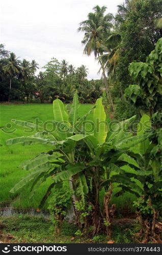 Rice field and palm trees in Sri Lanka