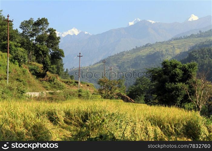 Rice field and posts with wire in Nepal
