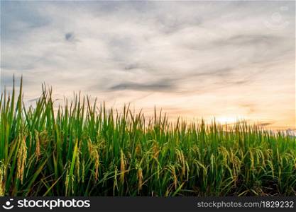 Rice field and sky background in the evening at sunset time.