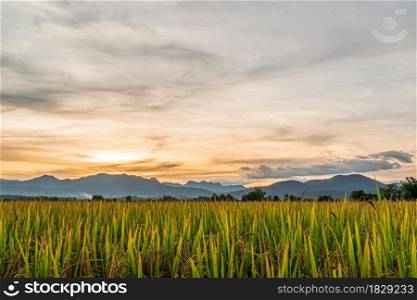 Rice field and sky background in the evening at sunset time.
