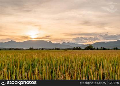 Rice field and sky background in the evening at sunset time with sun rays.