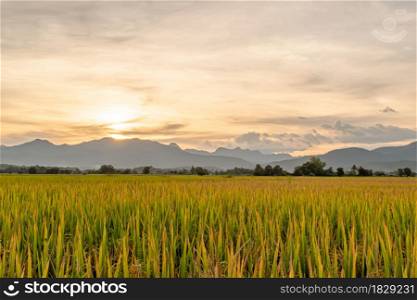 Rice field and sky background in the evening at sunset time with sun rays.