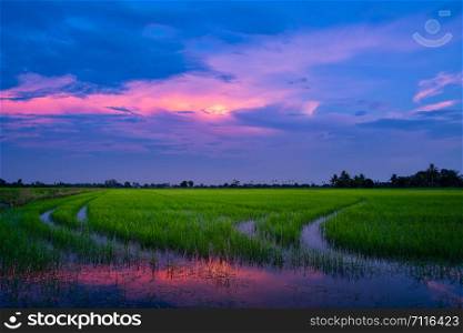 Rice field and sky in the evening
