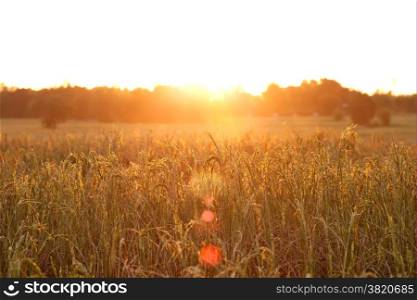 Rice field at sunset background