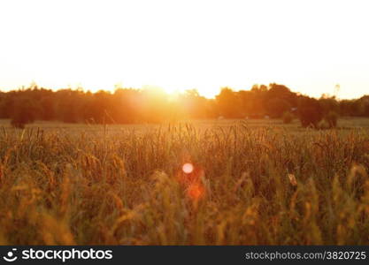 Rice field at sunset background