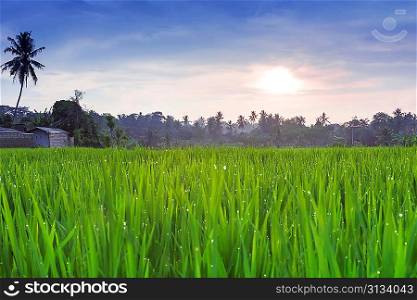 Rice field at the sunset