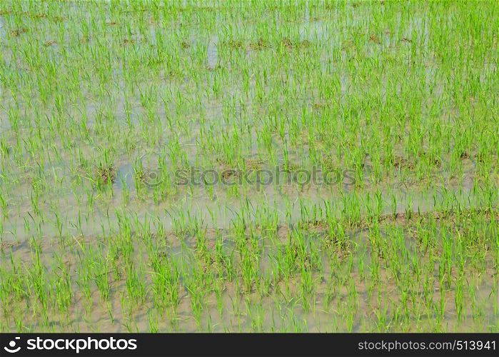 Rice field close up as background