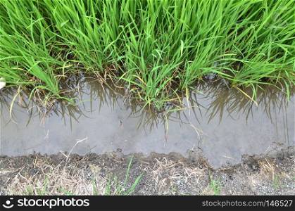 rice field closeup