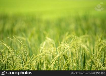 Rice Field Green agriculture ecosystem Asian rice paddy field Vietnam green farm. Harvest agriculture planting cultivation golden green rice terraces in organic farm with tropical natural sunrise.