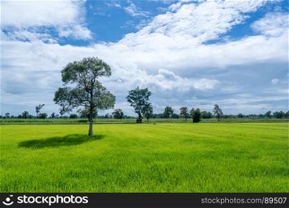 rice field green grass and blue sky with cloudy