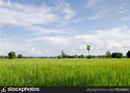 rice field green grass blue sky cloud in rural