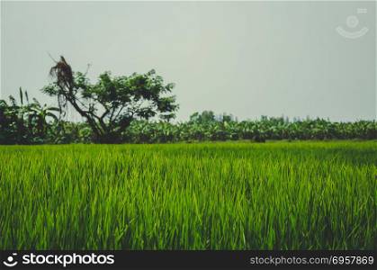 Rice field green grass. Rice field