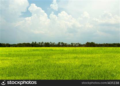 Rice field green grass with blue sky and cloudy landscape.