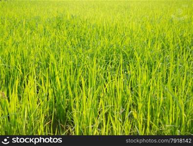 Rice field green grass with sun shine, stock photo