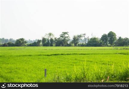 Rice field green grass with sun shine, stock photo