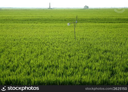 Rice field green meadow in Spain horizon perspective