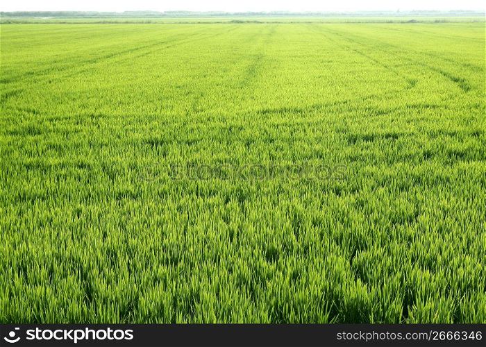 Rice field green meadow in Spain horizon perspective