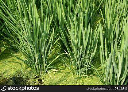 Rice field green meadow in Spain plant detail