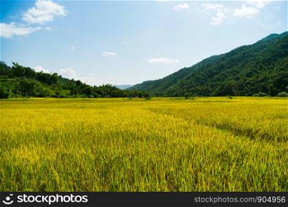 Rice field harvest season coming