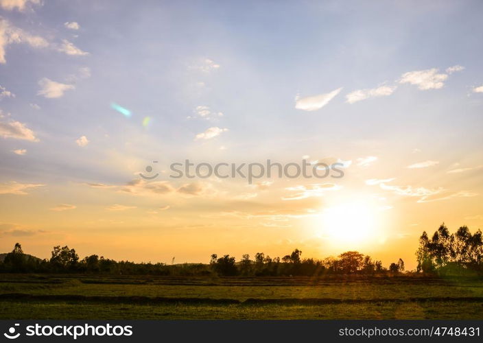 rice field in sunset with cloudscape