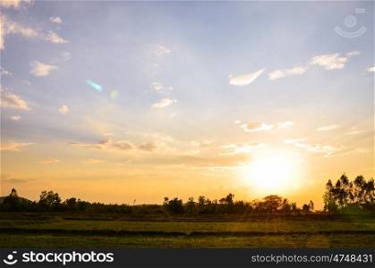rice field in sunset with cloudscape
