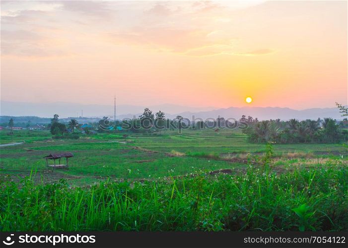 Rice field in the evening.