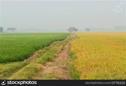 Rice field in the morning with mist