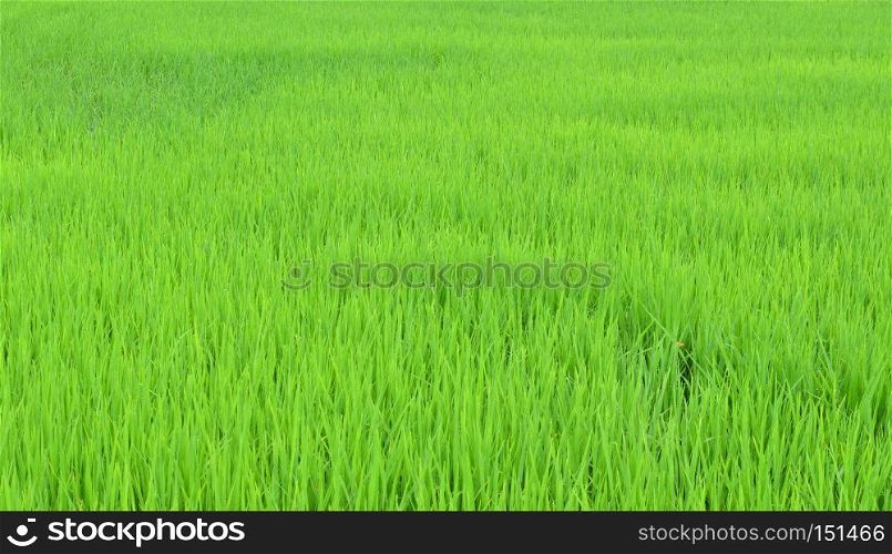 rice field, nature background