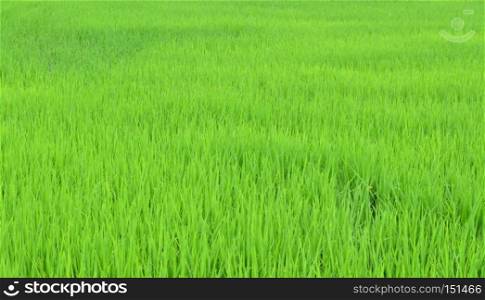 rice field, nature background