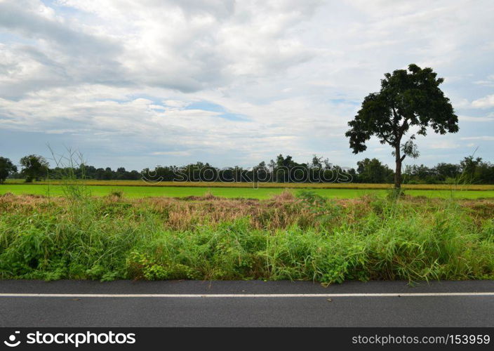 rice field, nature background