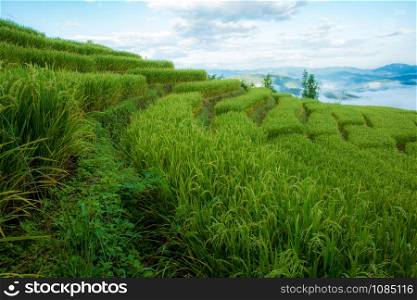 Rice field of staircase on hill with the cloud and sky in Thailand.