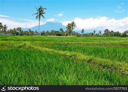 Rice field on Java Indonesia