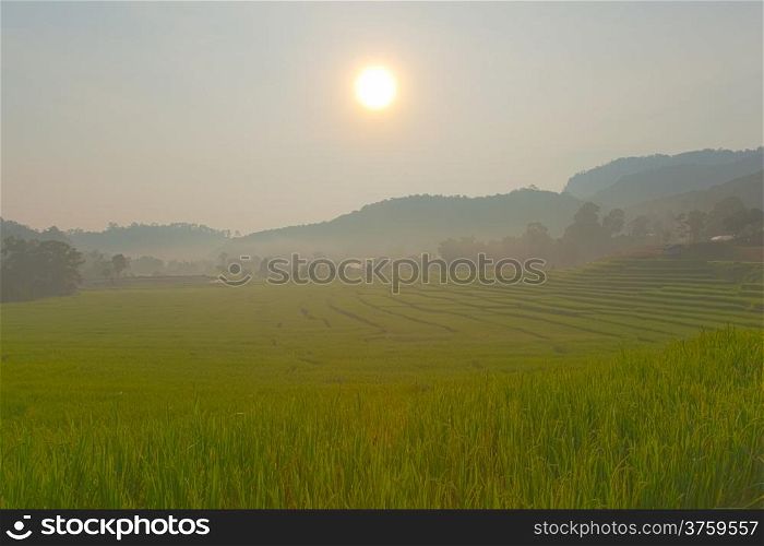 rice field on mountain in morning.Stepped rice fields on mountain.