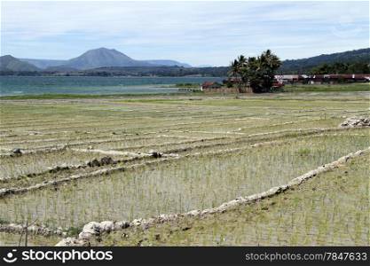 Rice field on the Samosir island, Indonesia