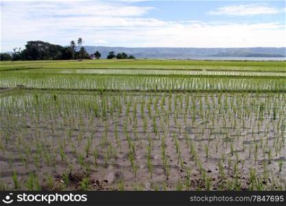 Rice field on the Samosir island, Indonesia