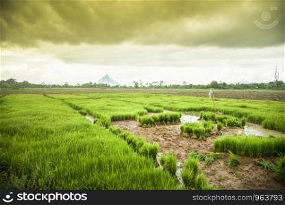 Rice field planting in rainy season at asia / sapling rice