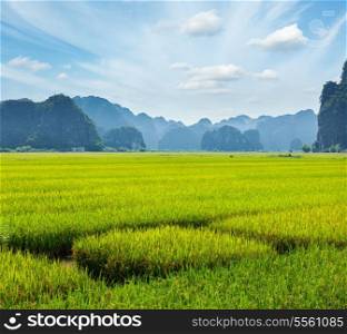 Rice field. Tam Coc, Vietnam