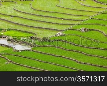 Rice field terraces (rice paddy). Near Cat Cat village, near Sapa, Mui Ne