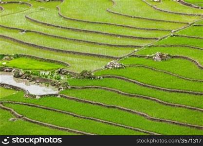 Rice field terraces (rice paddy). Near Cat Cat village, near Sapa, Mui Ne