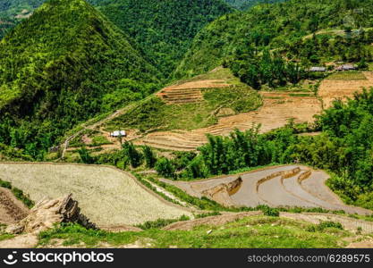 Rice field terraces (rice paddy). Near Cat Cat village, near Sapa, VIetnam