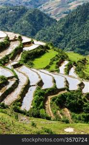 Rice field terraces (rice paddy). Near Cat Cat village, near Vietnam