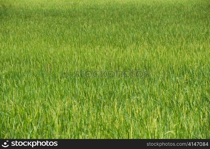 Rice field, Thailand