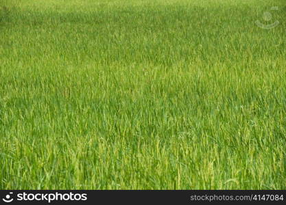 Rice field, Thailand