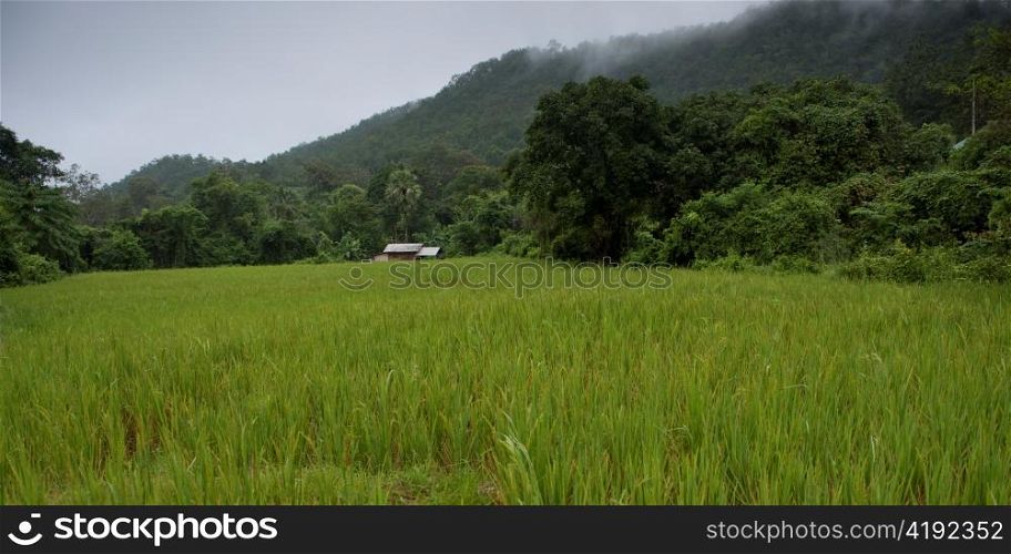 Rice field, Thailand