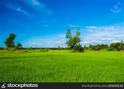 rice field with blue sky in countryside